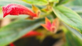 Peperomia Perciliata Plant Care