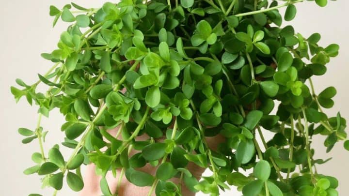 Peperomia Japonica Care – All You Need to Know