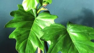 Philodendron Lacerum Plant Care