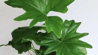 Philodendron bippinatifidum