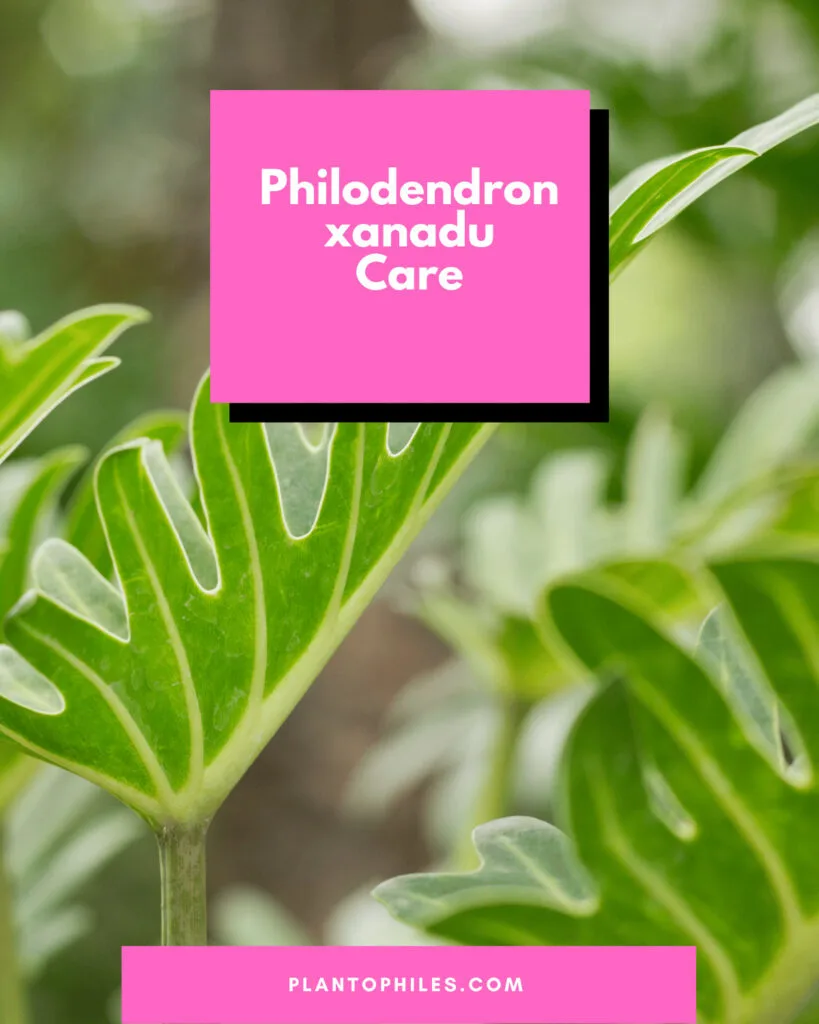 Philodendron xanadu Care