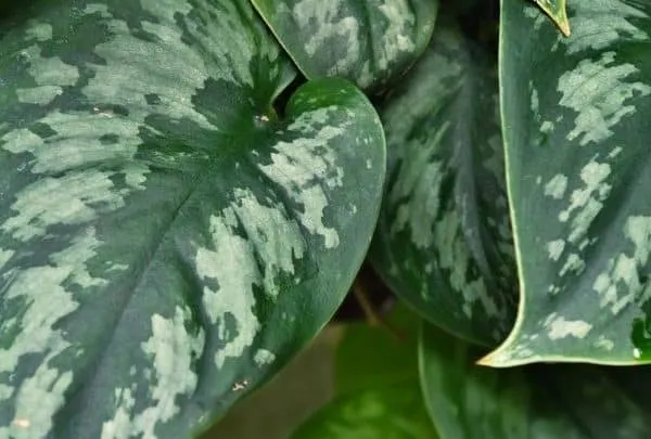 Silver Pothos Care Tips &ndash; Best Secrets Revealed!