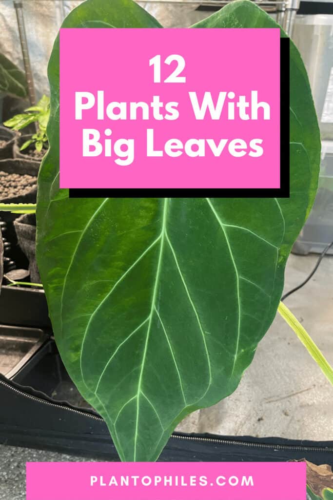 12 Plants With Big Leaves