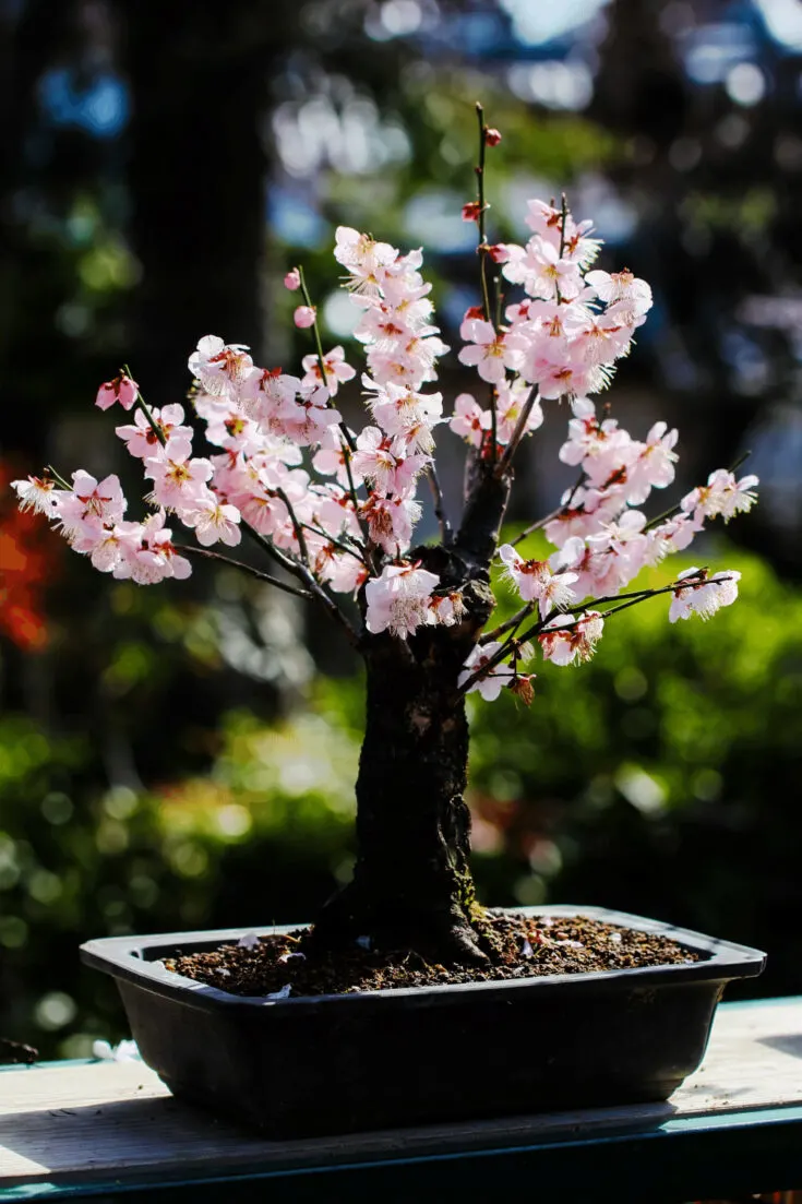 A Cherry Blossom Bonsai needs a shallow pot and bonsai soil