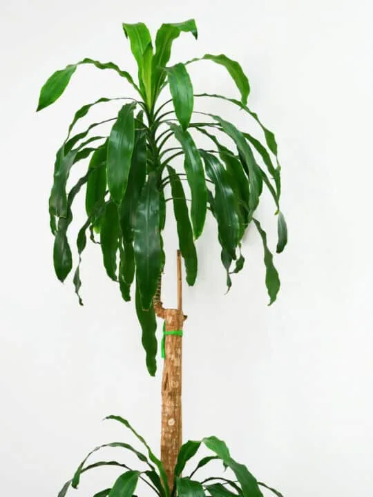A temperature between 60-75 degrees Fahrenheit (15 to 24 degrees Celsius) is optimal for Dracaena fragrans