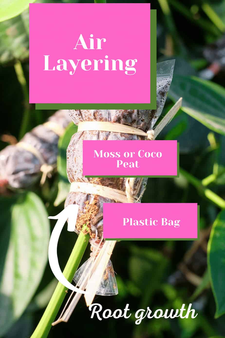 Air layering a Monstera deliciosa has the advantage that you already have leaves when you make a cutting