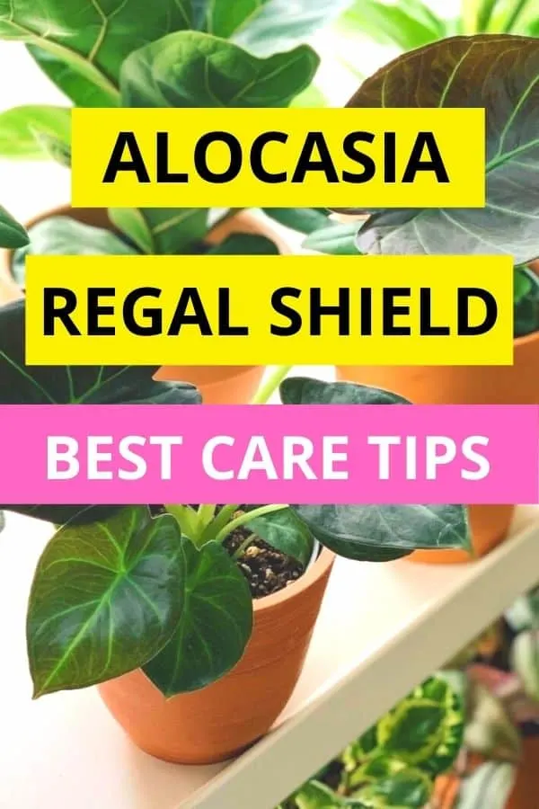 Alocasia Regal Shield Best Care Tips