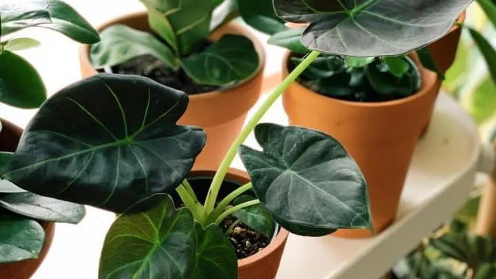 Alocasia Regal Shield Care in a Nutshell