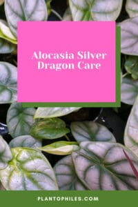 Alocasia Silver Dragon Care