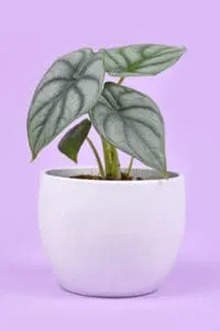 Alocasia Silver Dragon need high humidity levels above 60%