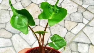 Alocasia Stingray Plant Care