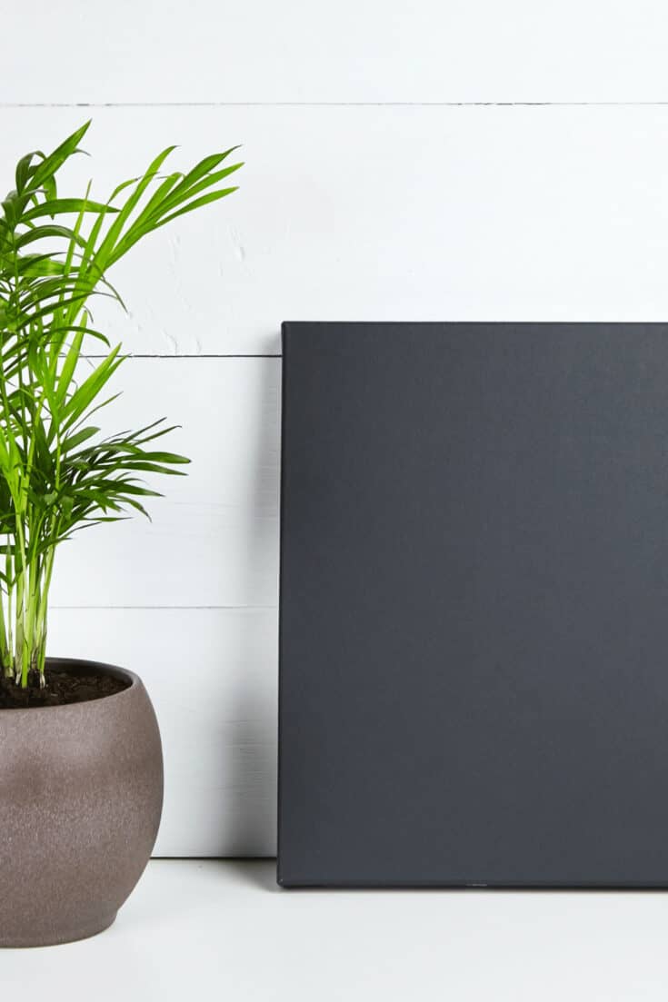 Majesty Palm Care - #1 Guide in Great Detail