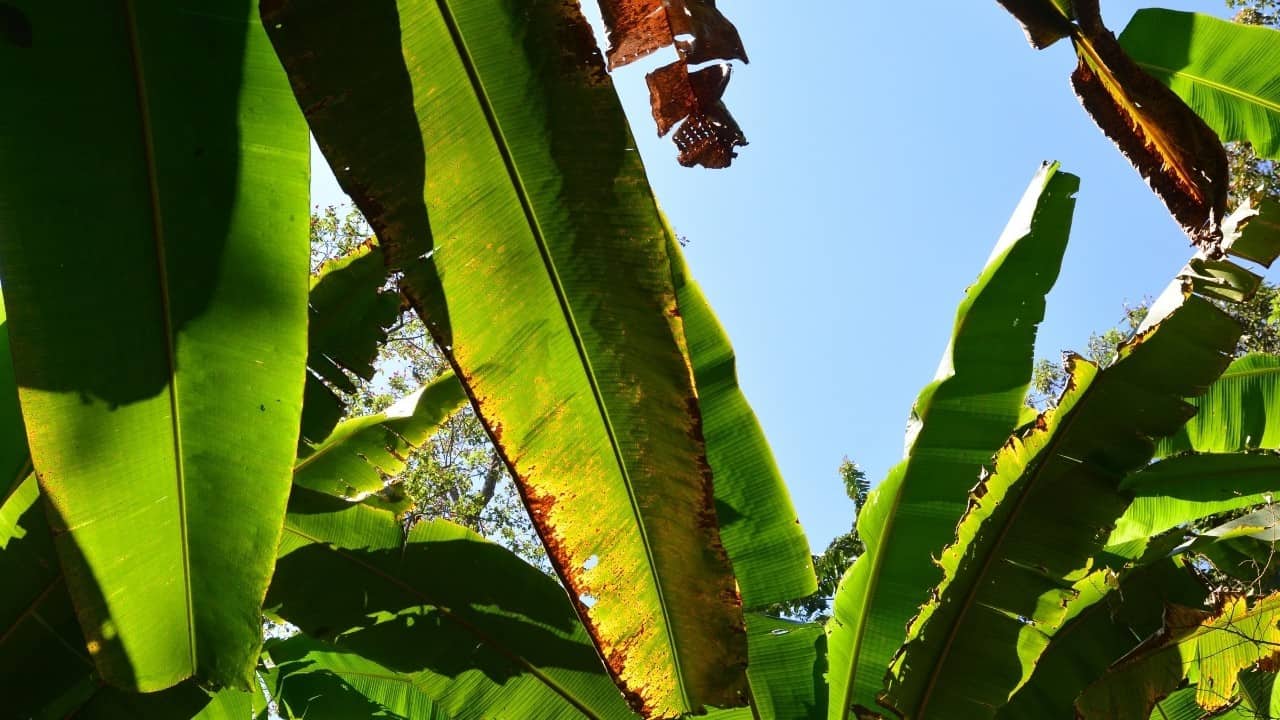 Banana Plant Leaf