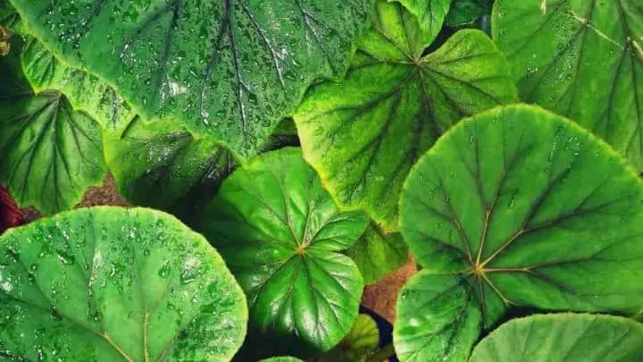 Begonia Popenoei Best Care Tips