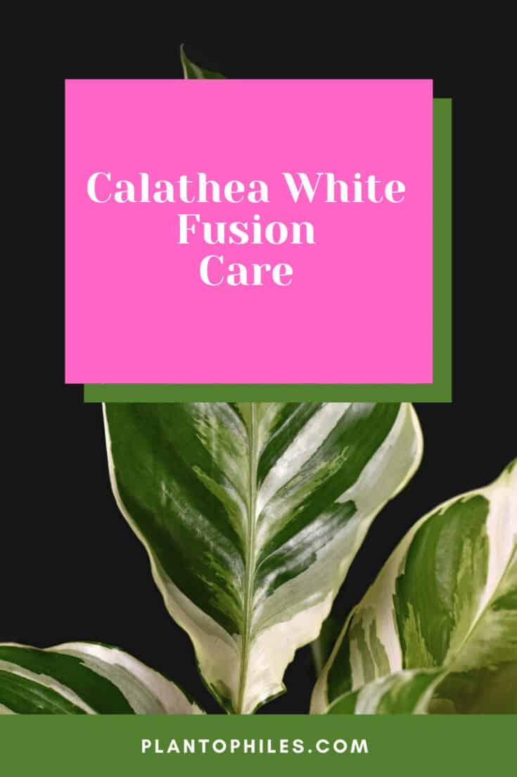 Calathea White Fusion Care