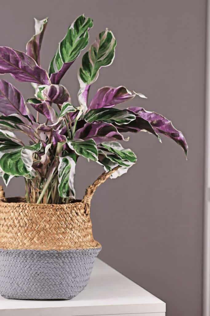 Calathea White Fusion Care - #1 Best Guide