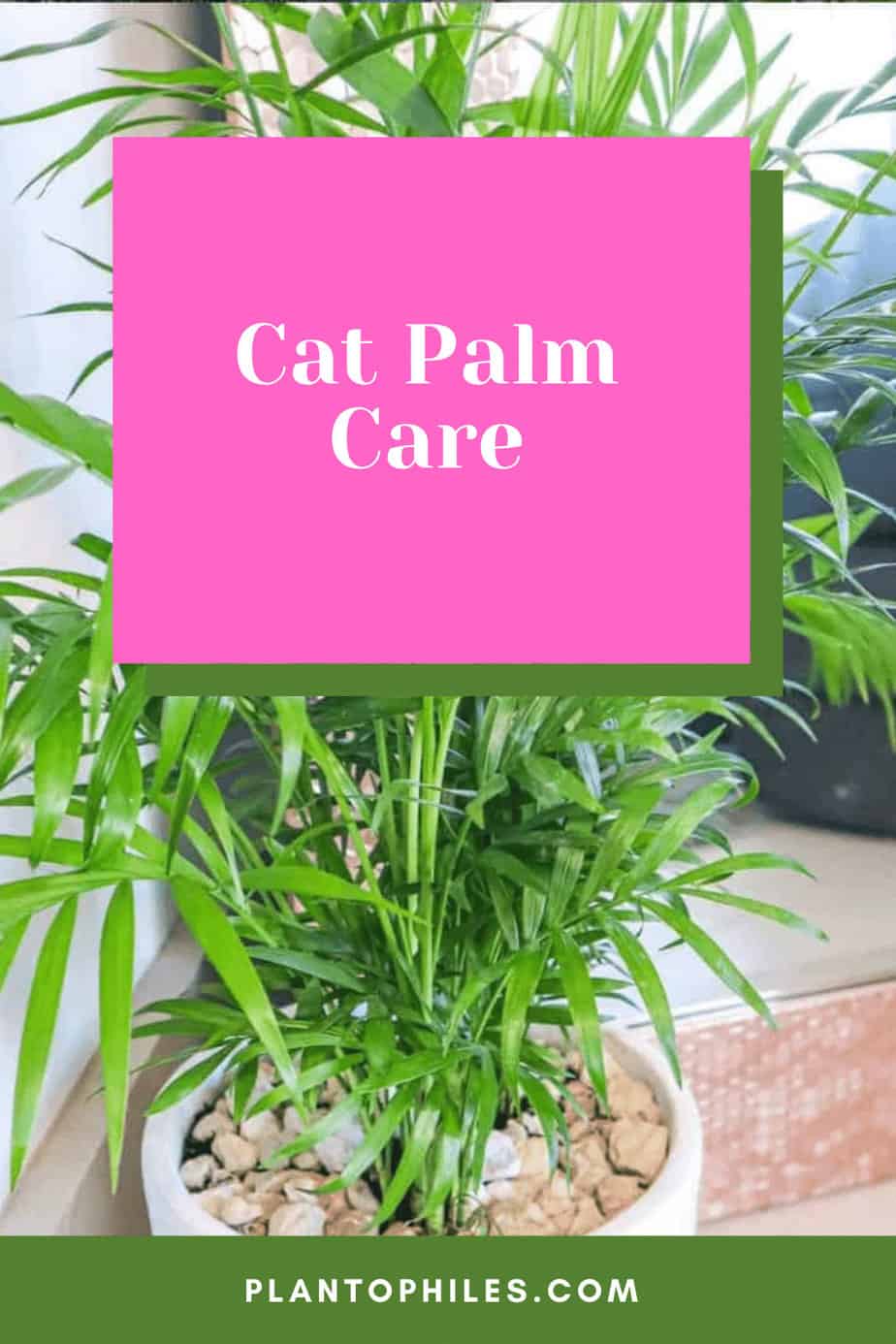 How To Care For Cat Palm Trees at Angelina Rogers blog