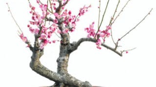 Cherry Blossom Bonsai Care