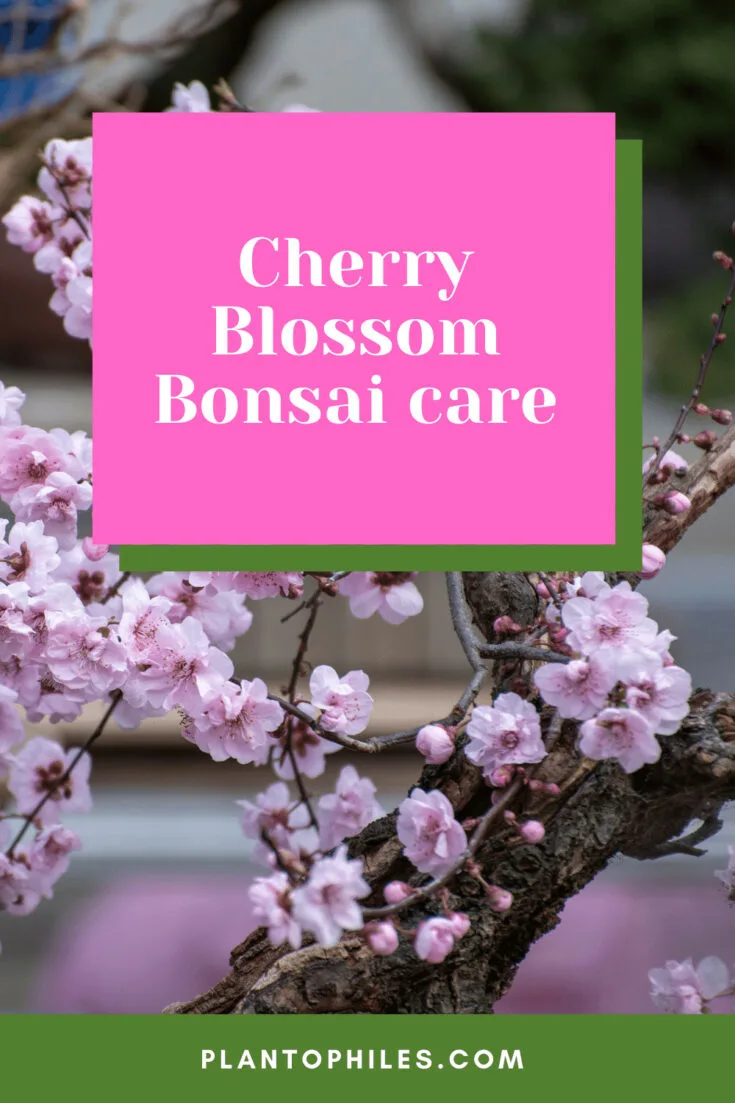 Cherry Blossom Bonsai care