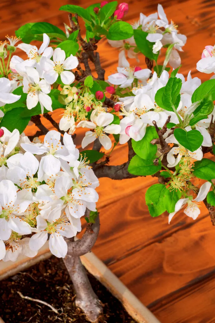 Cherry Blossom Bonsai needs bright direct light