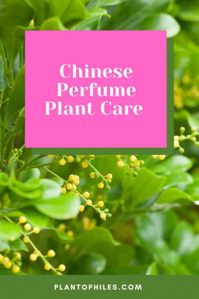 Chinese Perfume Plant Care