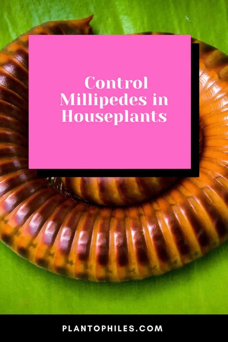 How to Control Millipedes in Houseplants