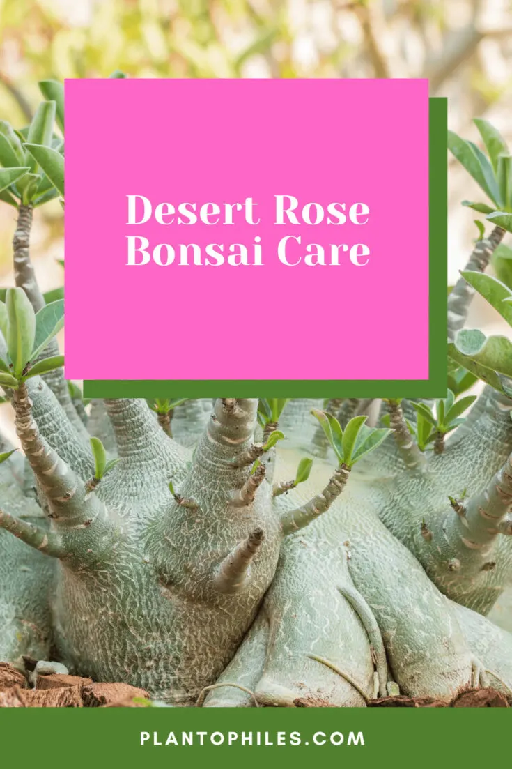 Desert Rose Bonsai Care