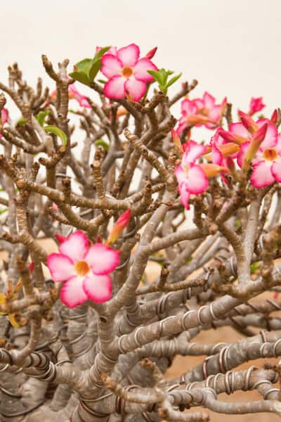 Desert Rose Bonsai thrives in a temperature between 70-100° F (20-38°C)