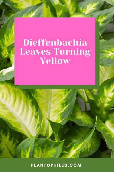 Dieffenbachia Leaves Turning Yellow
