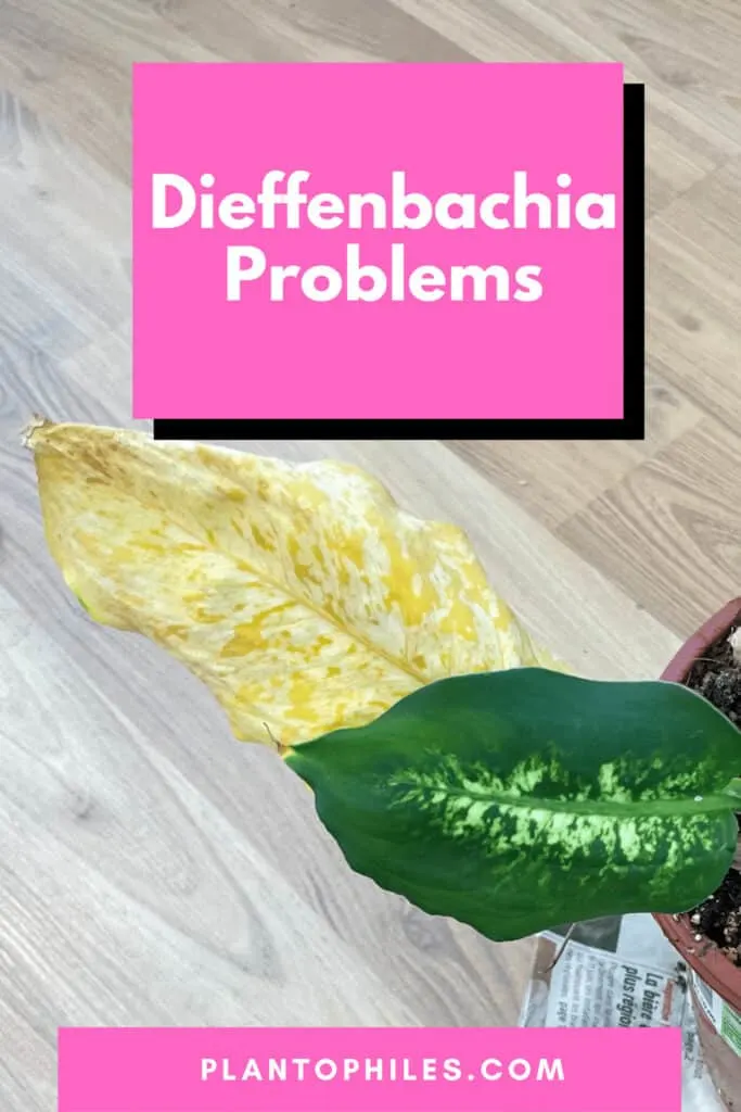 Dieffenbachia Problems