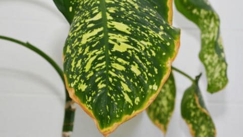 6 Reasons And Fixes For Dieffenbachia Yellow Leaves