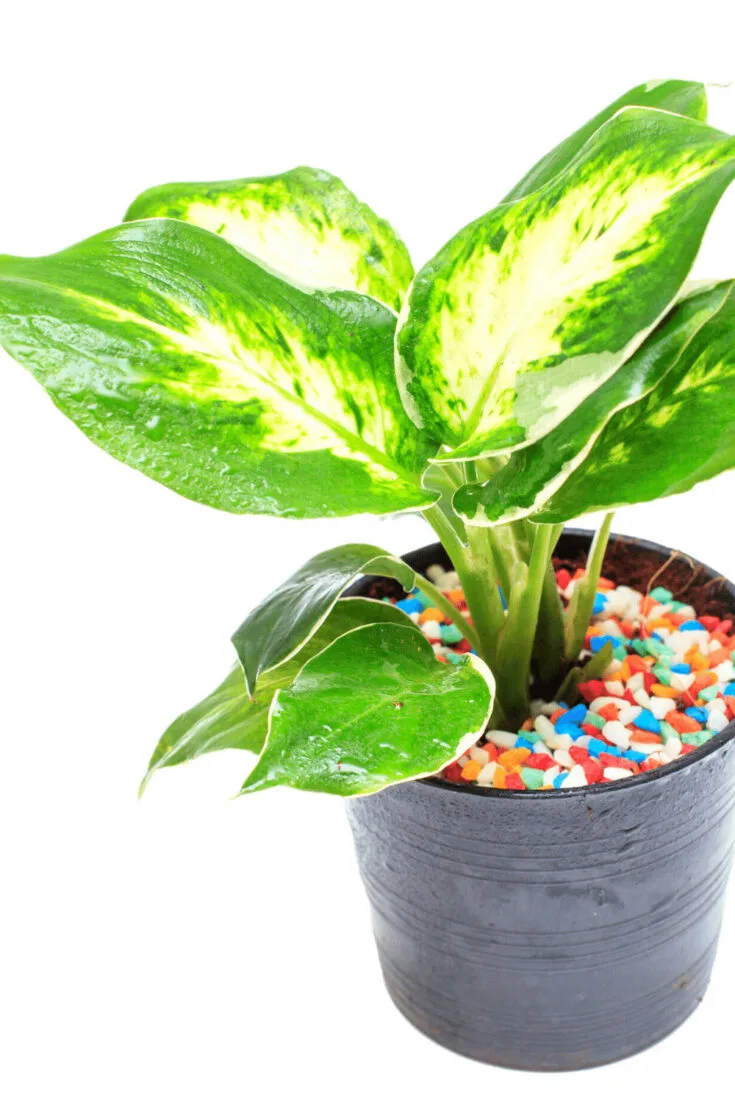 Dieffenbachia leaves are turning yellow because of over-or underwatering