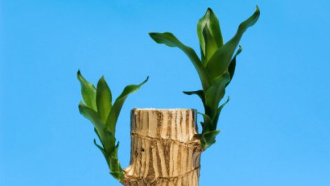 Dracaena Fragrans Care – Your #1 Best Guide