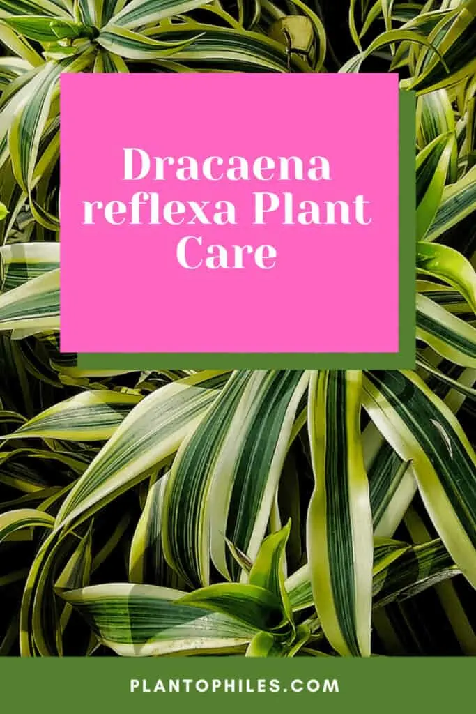 Dracaena reflexa Plant Care