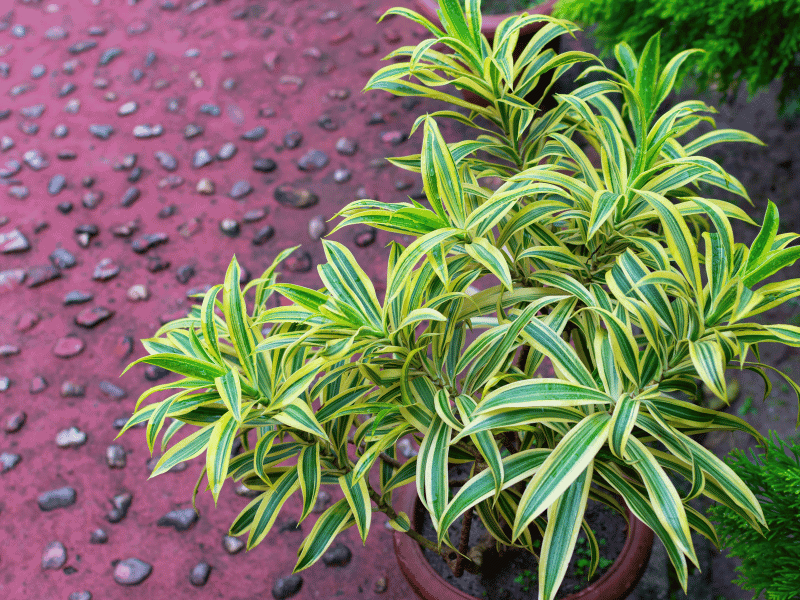 Dracaena reflexa Plant