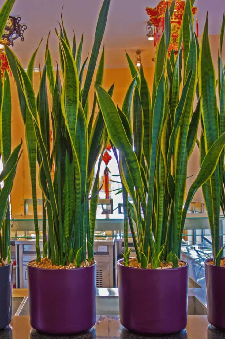 Dracaena trifasciata is often found in restaurants, supermarkets and office spaces because of its easy care