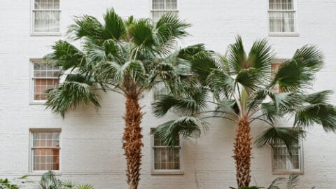 12 Unusual Facts about Palm Leaves!