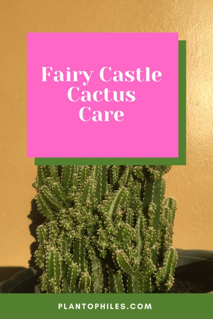Fairy Castle Cactus Care