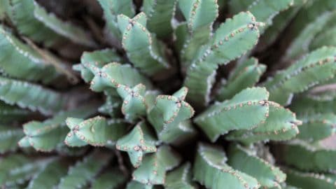 Fairy Castle Cactus Care – #1 Best Guide