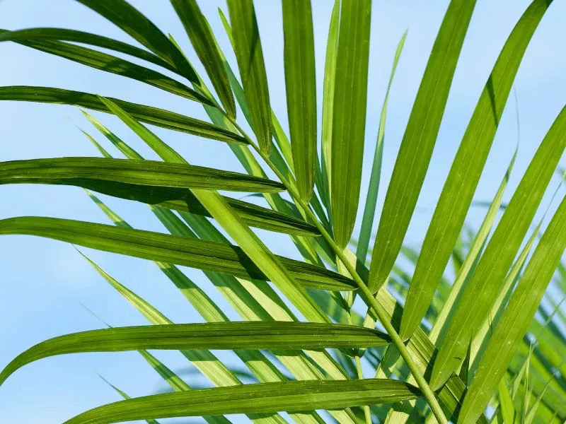 Fertilize this palm tree monthly