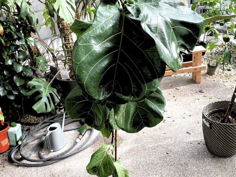 Fiddle Leaf Figs can get huge leaves. I only wish they would be a bit easier to care for