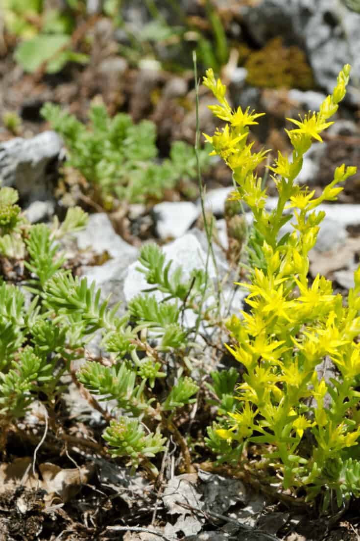 Goldmoss grows best at a temperature between 60-75°F (16-24°C)