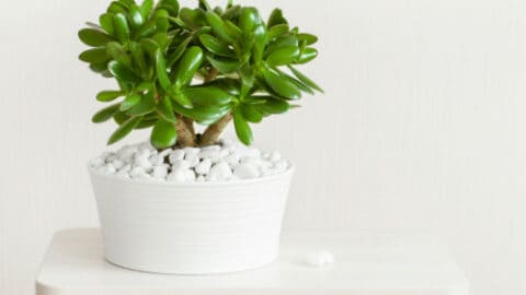 10 Best High Light Houseplants