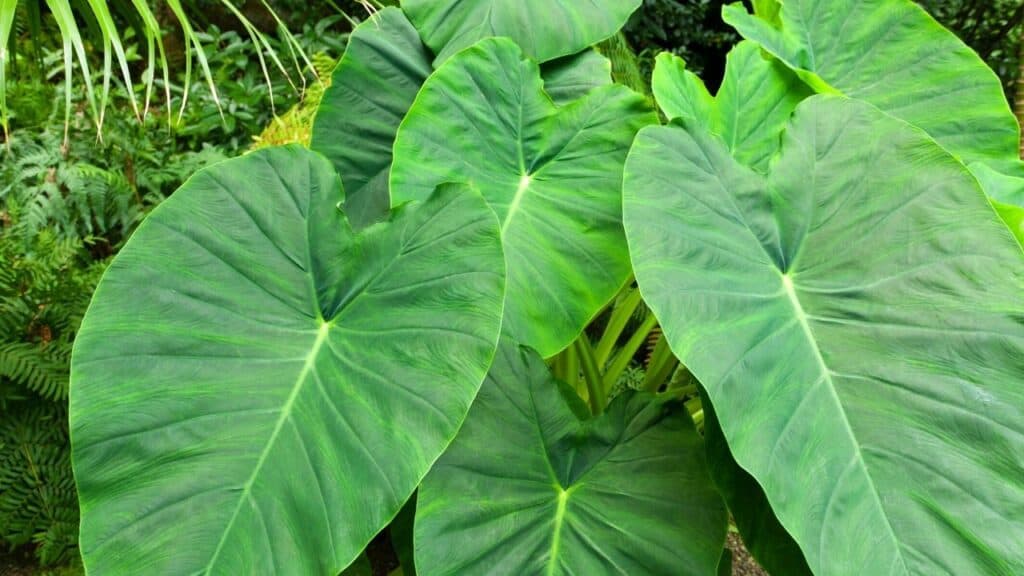 12 Stunning Plants with Big Leaves Here is the List!