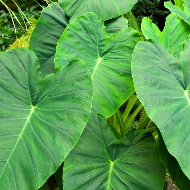 10 Houseplants With Extraordinarily Large Leaves Huge
