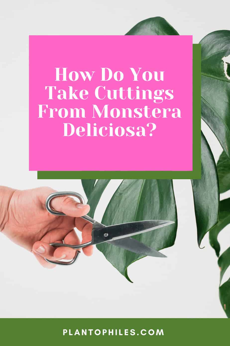 How Do You Take Cuttings From Monstera deliciosa?