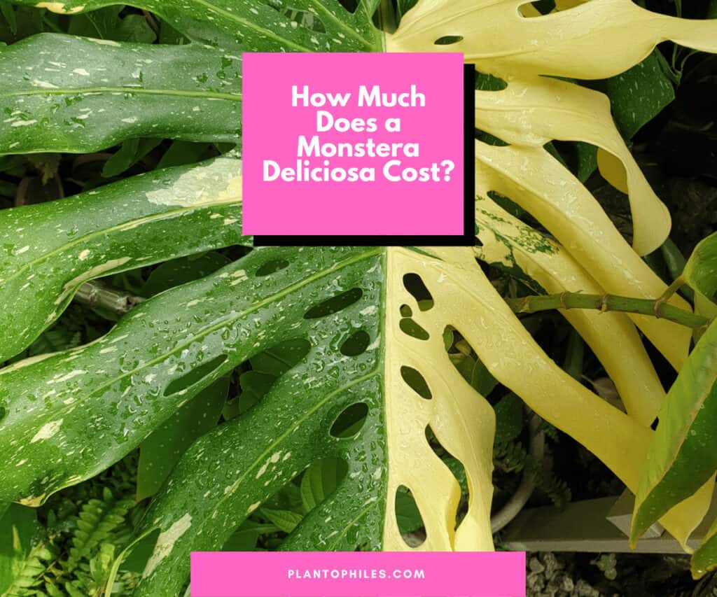 How Much Does a Monstera deliciosa Cost?