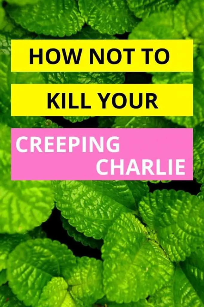 Creeping Charlie Care
