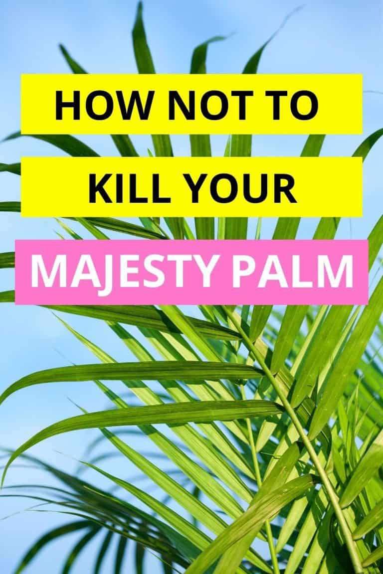 majesty-palm-care-indoors-outdoors-expert-guide