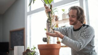 How To Take Cuttings From Monstera Deliciosa